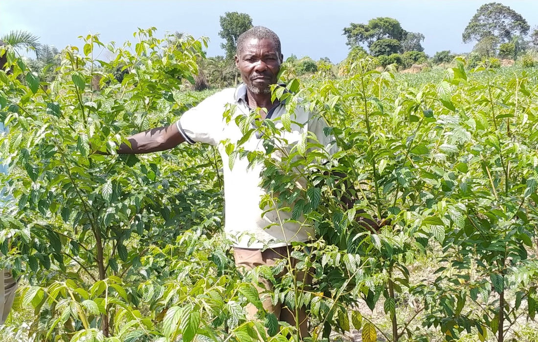 Ein Wald, der neue Hoffnung schenkt: Gemeinschaftswald in Uganda