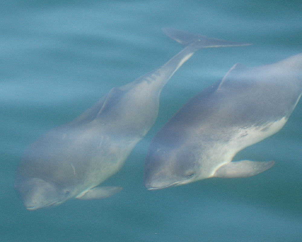 zwei Schweinswale im Wasser